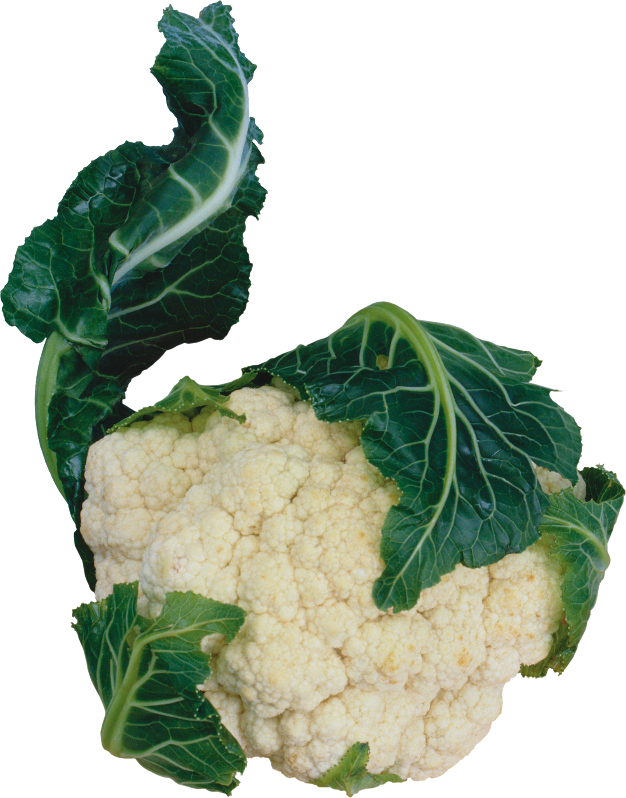 Coliflor